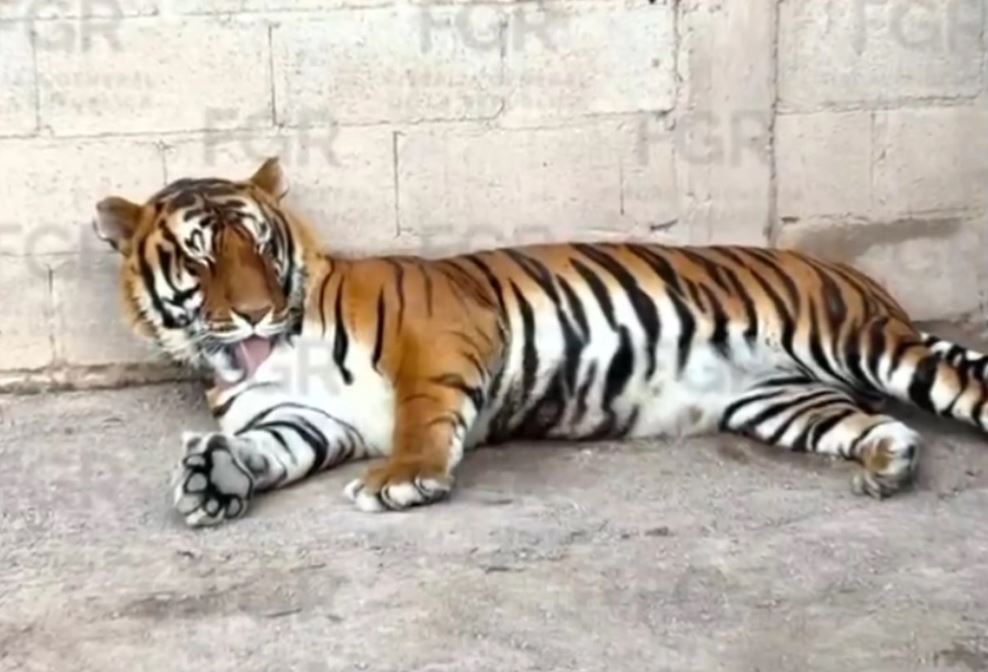 Alertan por tigre que escapó de santuario animal operado por Semarnat en Edomex
