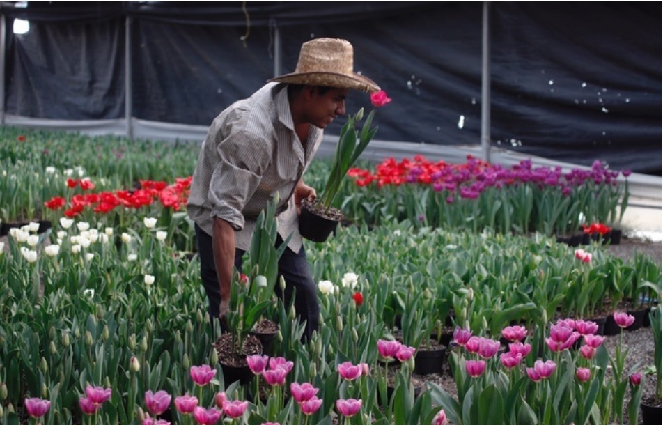 La Jornada Maya | Nacional | El tulipán, flor preferida para el Día del  Amor y la Amistad