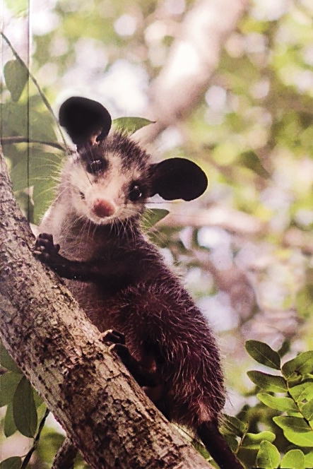 Presentan La zarigüeya y su increíble historia