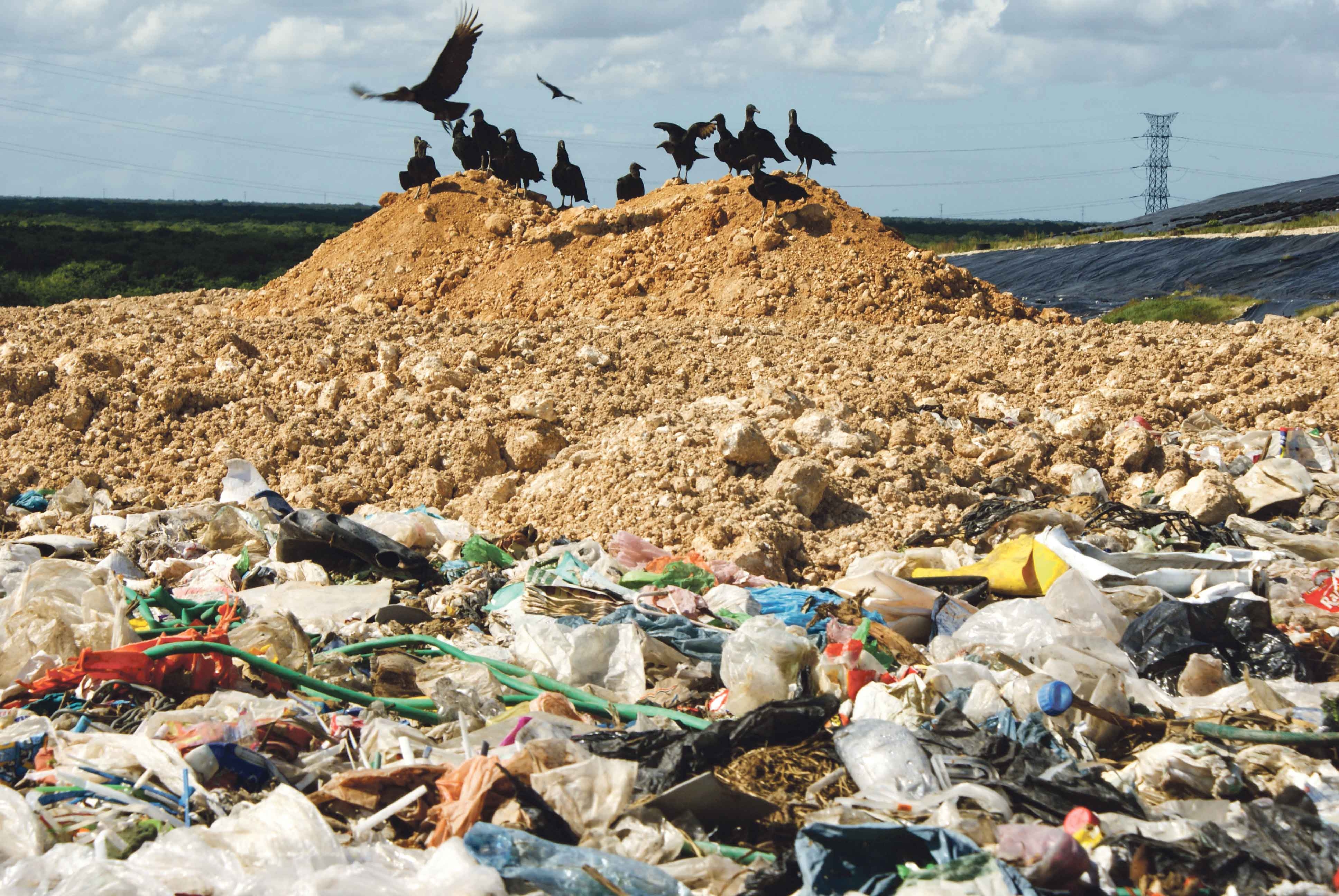 Zopilotes, amenaza para aviones