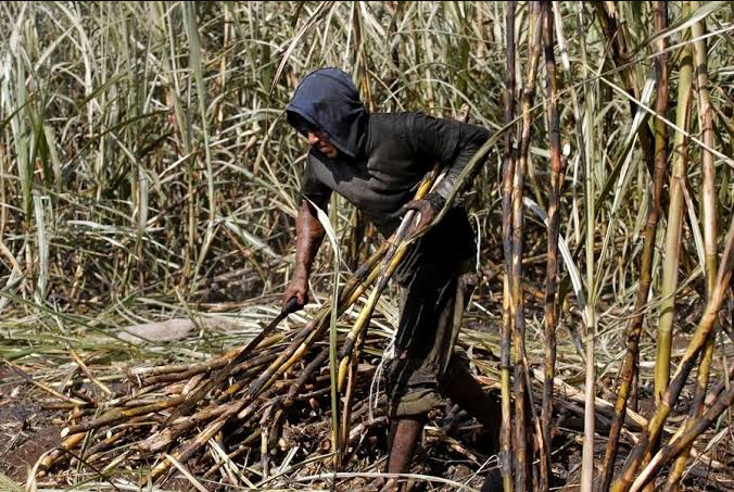 México ampliará sus exportaciones de azúcar a EU tras aumento de 512 por ciento en la demanda