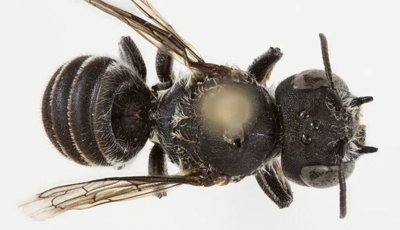 Descubren una nueva especie de abeja con ''cuernos demoníacos'' en el oeste de Australia