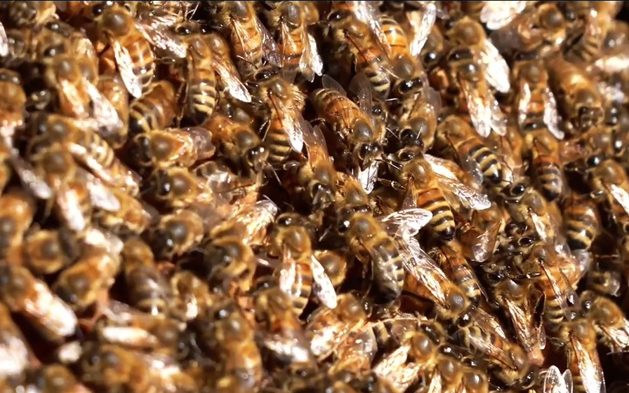 No sólo los humanos: Las abejas bailan mejor cuanto más público tienen