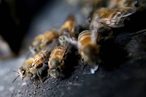 En 2018, 326 colonias de abejas murieron en el sureste