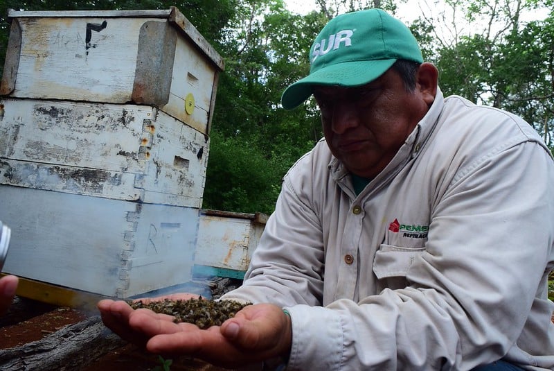 Preocupa a apicultores la mortandad de abejas en Hopelchen: Inaes