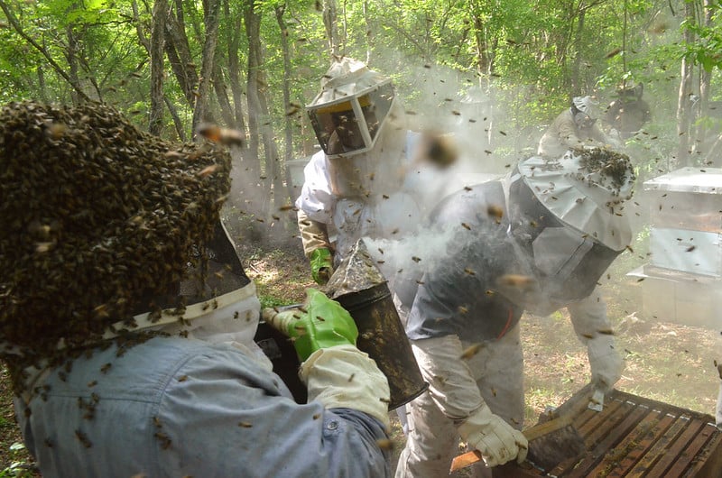 Abejas, conservación y controversias