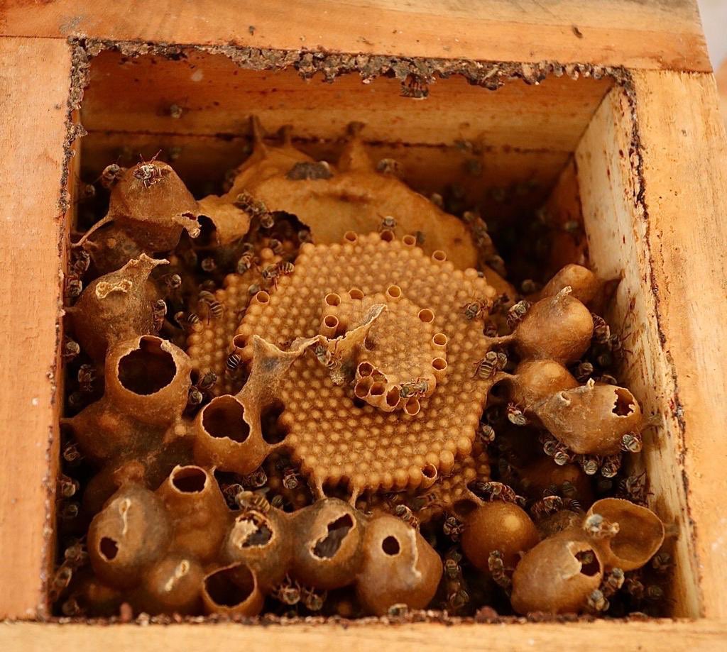 Apoyan a mujeres mayas que preservan a las abejas sin aguijón en QRoo