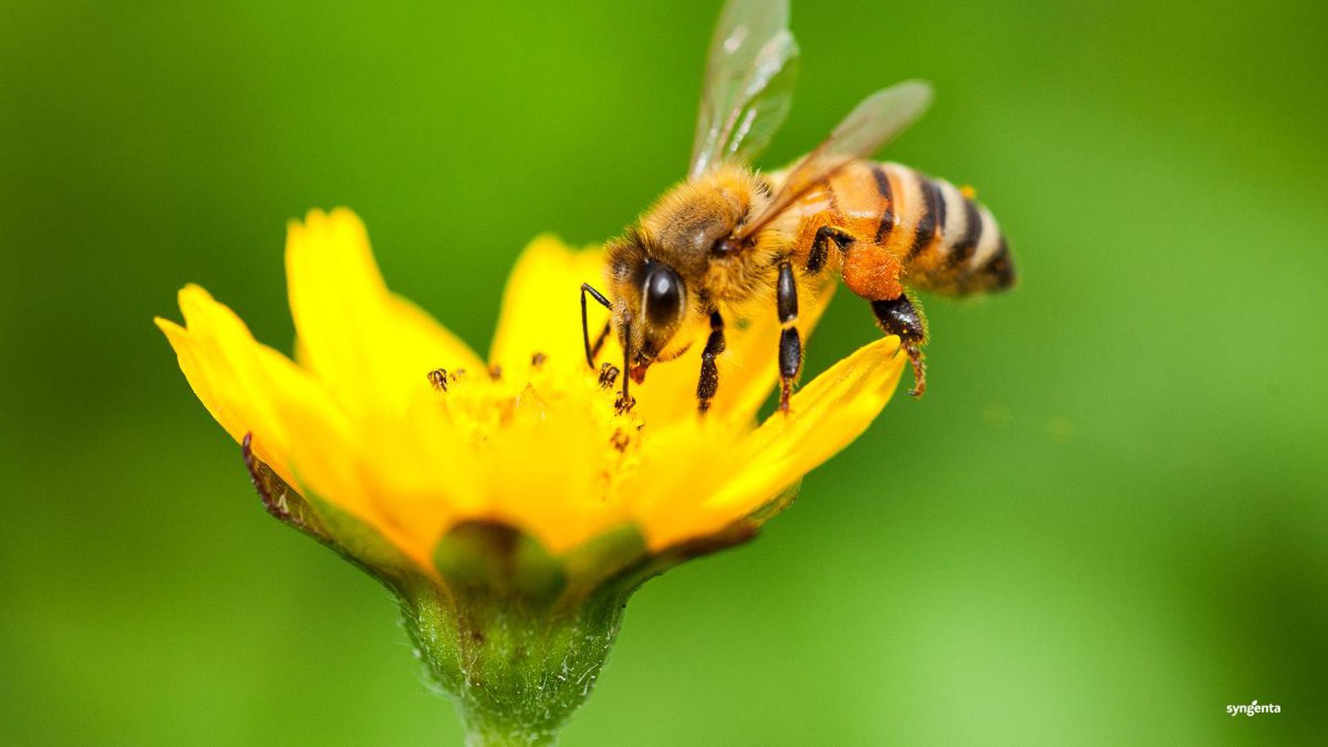 Investigador de la UNAM diseña trampa acústica para investigar abejas y moscas