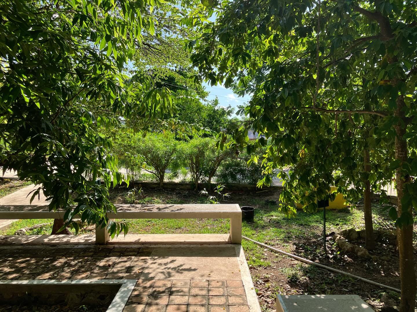 Arboretum Cholul lucha por sobrevivir y seguir conservando árboles frutales autóctonos