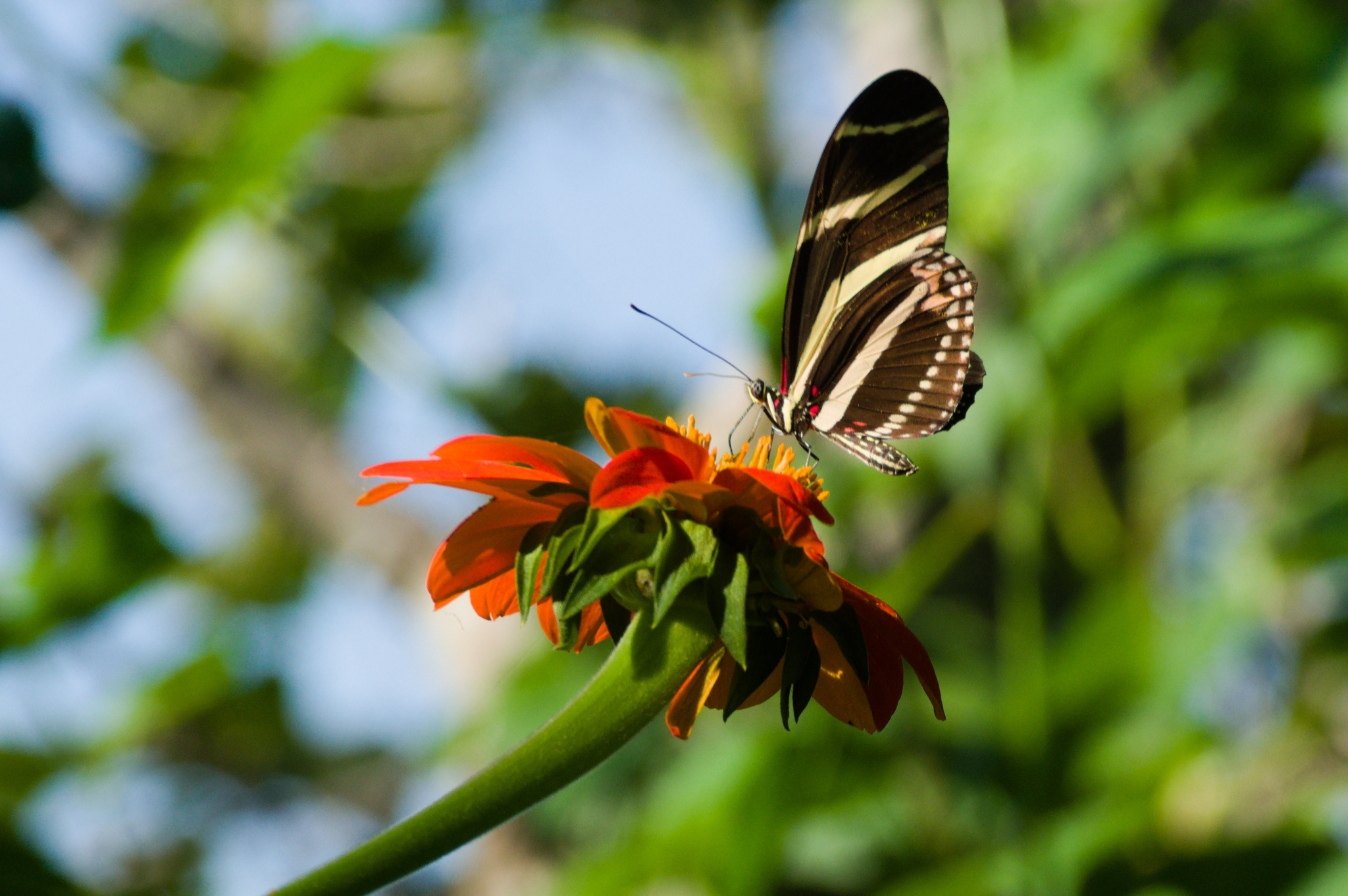 Mariposa cebra, sus rayas alejan a posibles depredadores