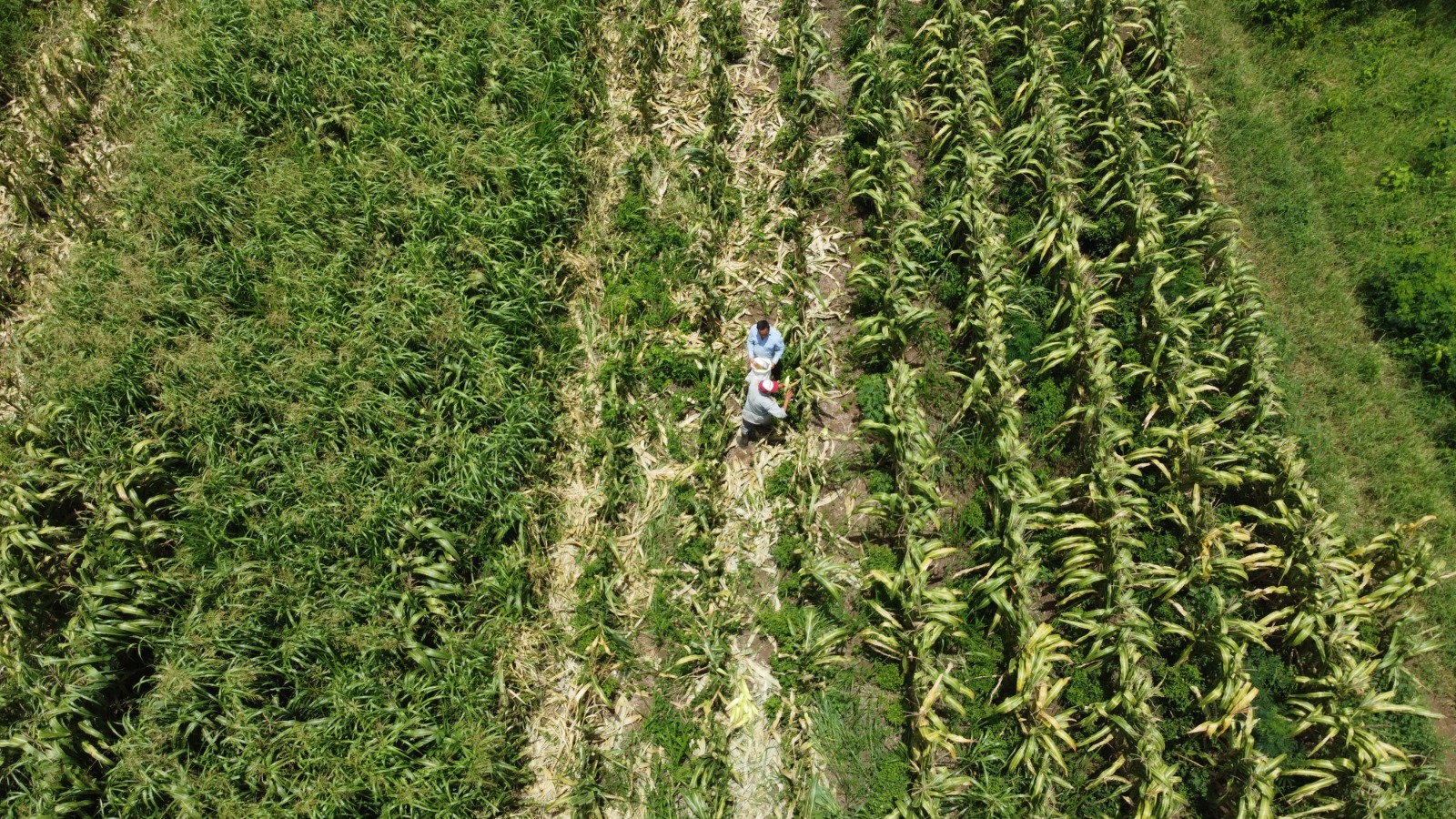 Sector agropecuario crece 26.7 por ciento en Quintana Roo: Inegi