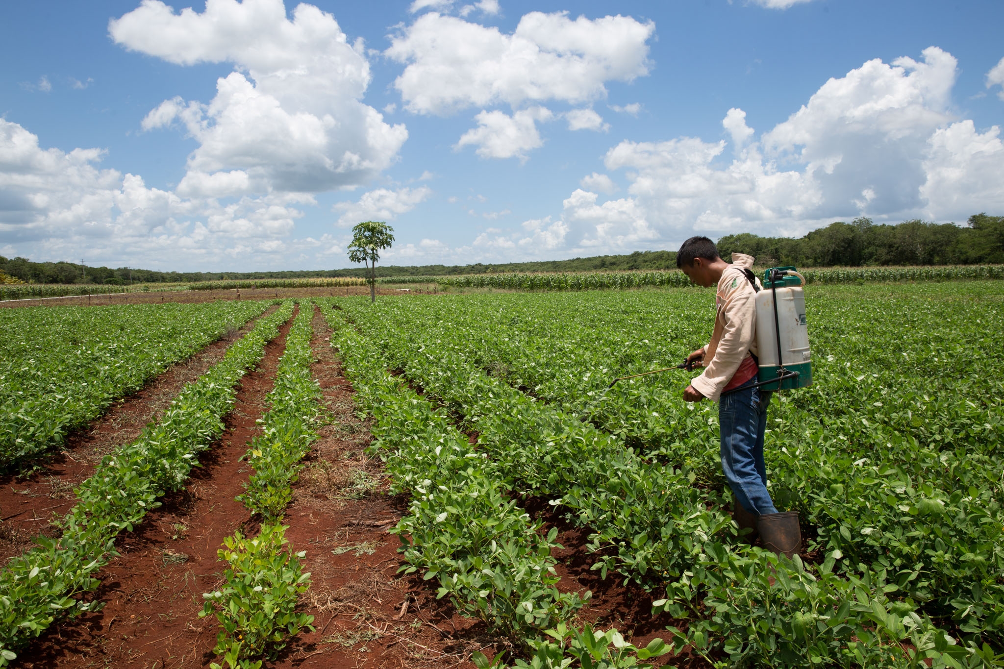Exigen aplicar normativas para evitar uso de agrotóxicos en Yucatán