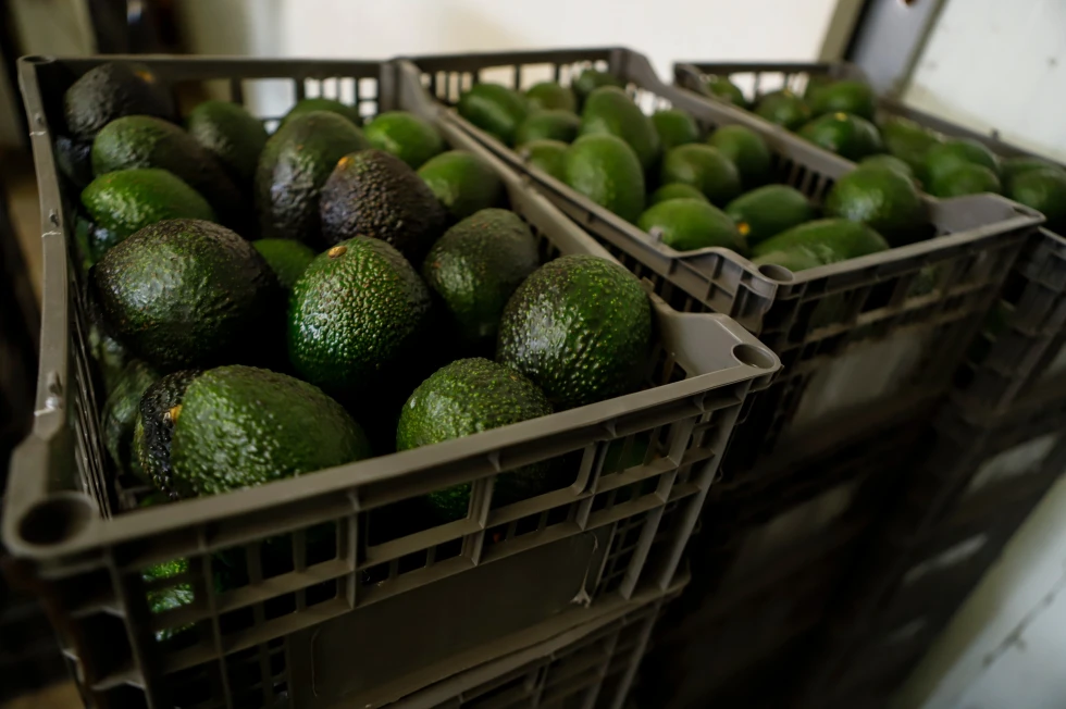 EU suspendió de forma temporal las exportaciones de aguacate michoacano por una alerta de seguridad