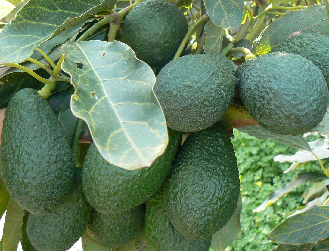 Aguacate: costos y beneficios