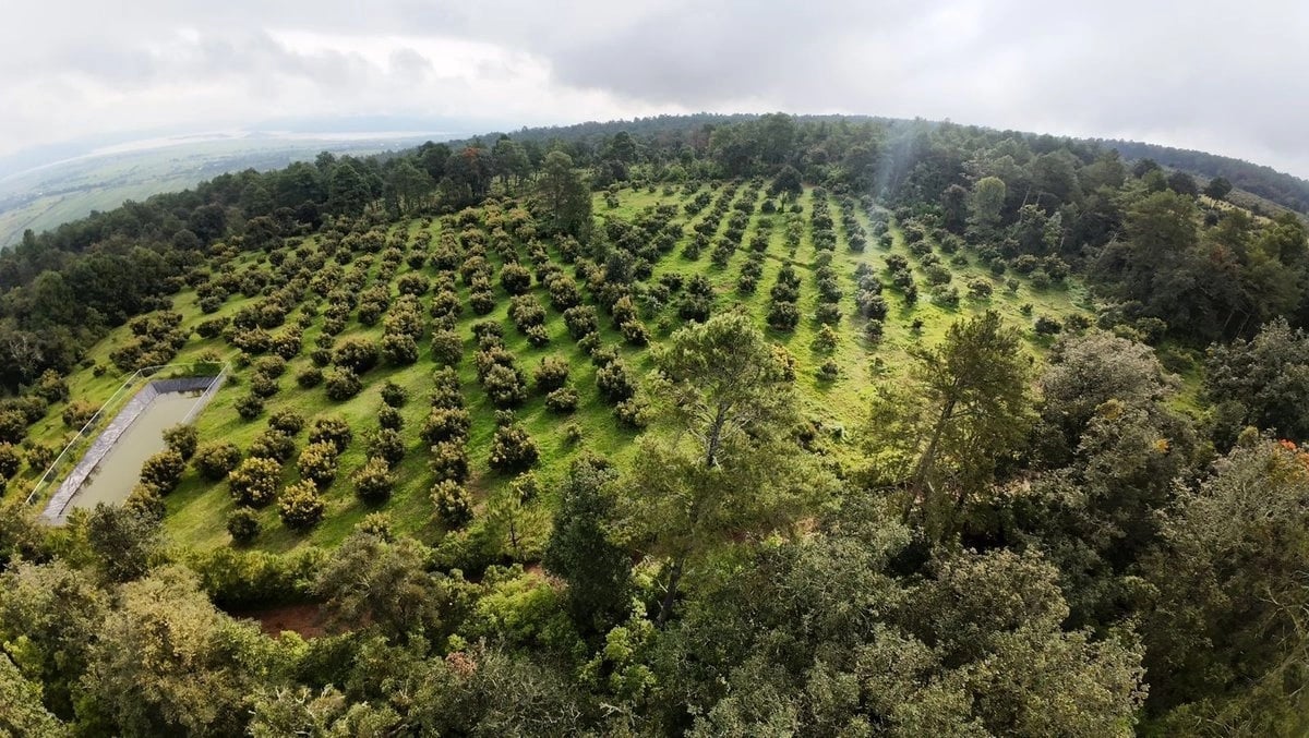 Michoacán envía 120 mil toneladas de aguacate para el Súper Tazón