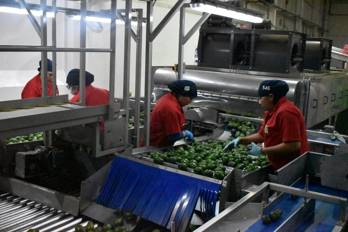 Trabajan para EU como inspectores de aguacate al menos 100 mexicanos