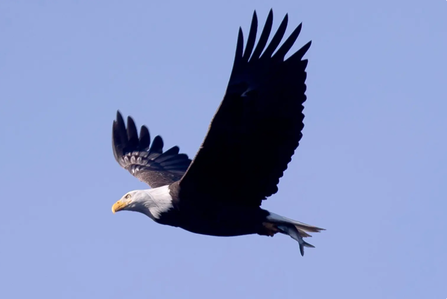Gobierno de Trump debilita la protección de los hábitats de especies en peligro de extinción