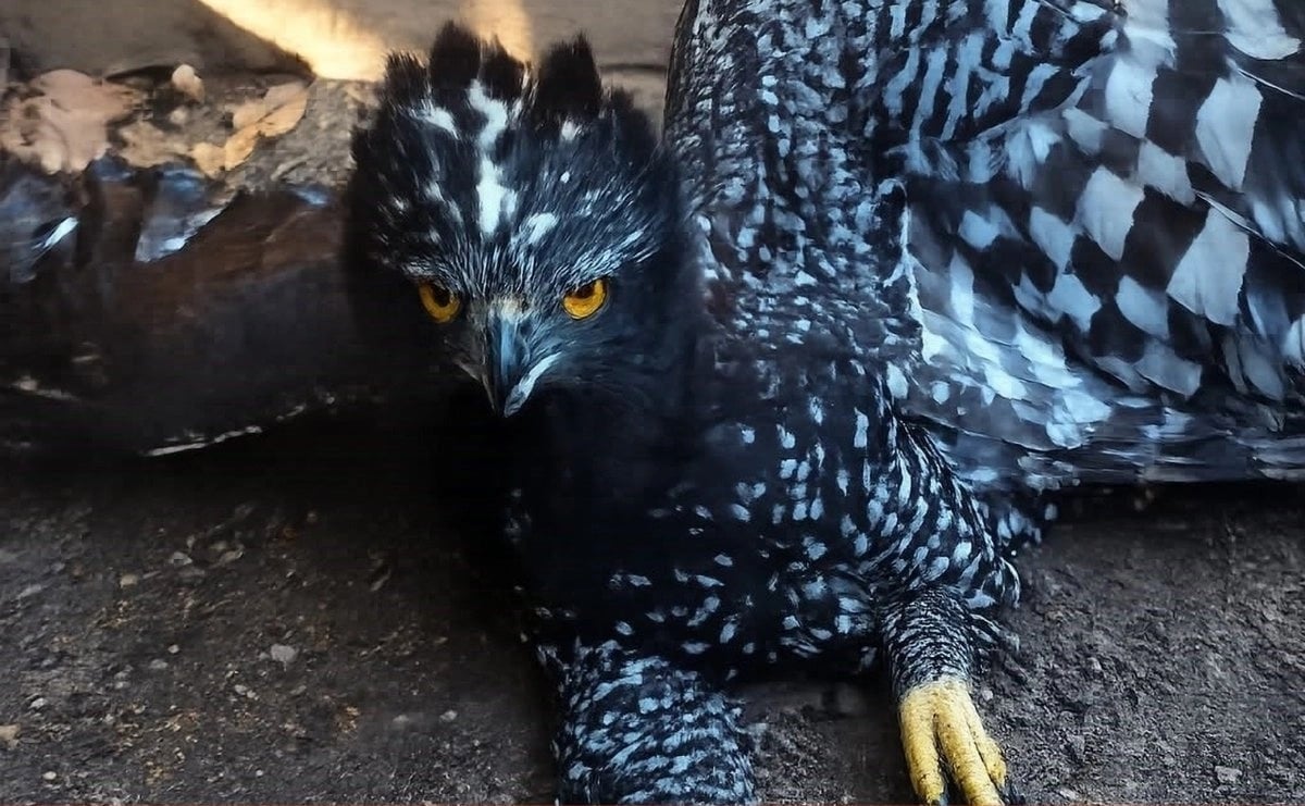 Registran por primera vez presencia de Águila Tirana en la Reserva de la Biosfera Sierra Gorda