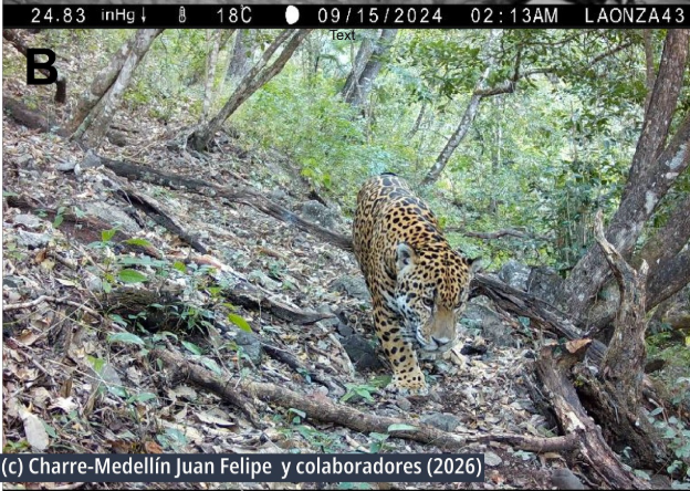 Guanajuato registra por vez primera la presencia del jaguar en la Reserva de la Biosfera Sierra Gorda