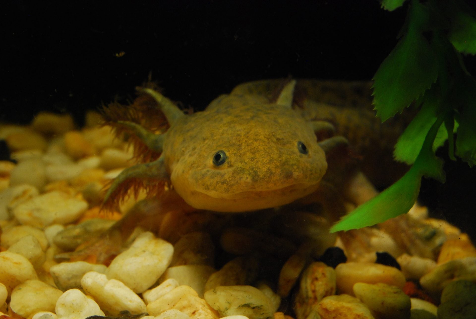 Equipo científico de la UNAM localiza ajolote del Altiplano, en Querétaro