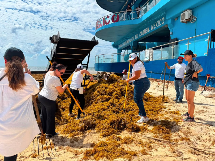 Amexme Riviera Maya realiza jornada de limpieza de sargazo
