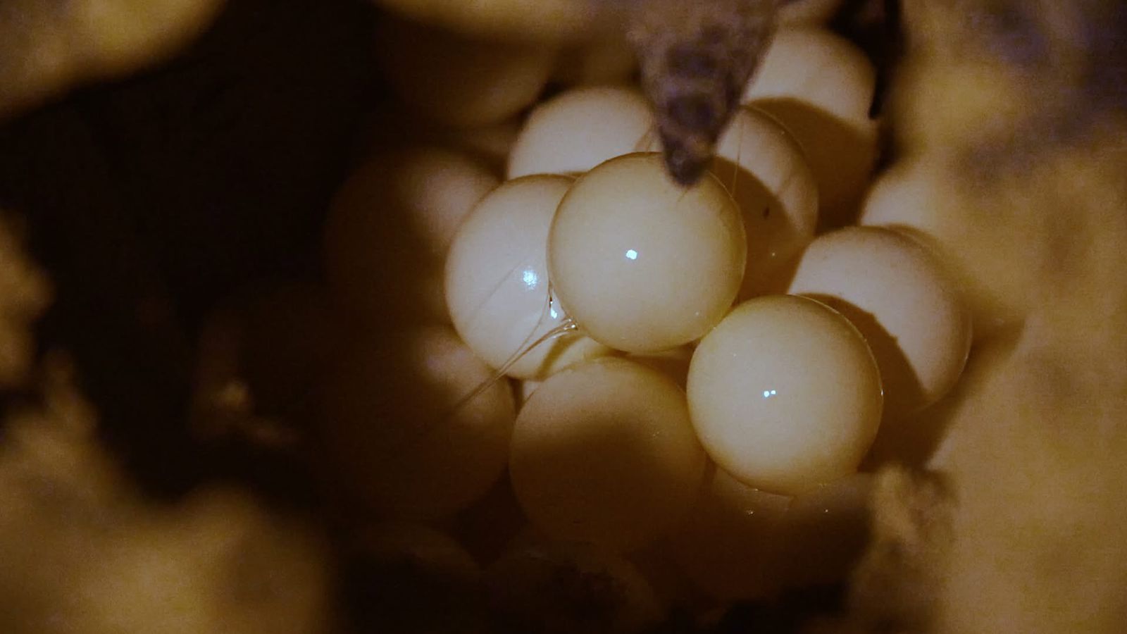 Reportan cerca de 10 mil nidos de tortugas marinas en la Riviera Maya