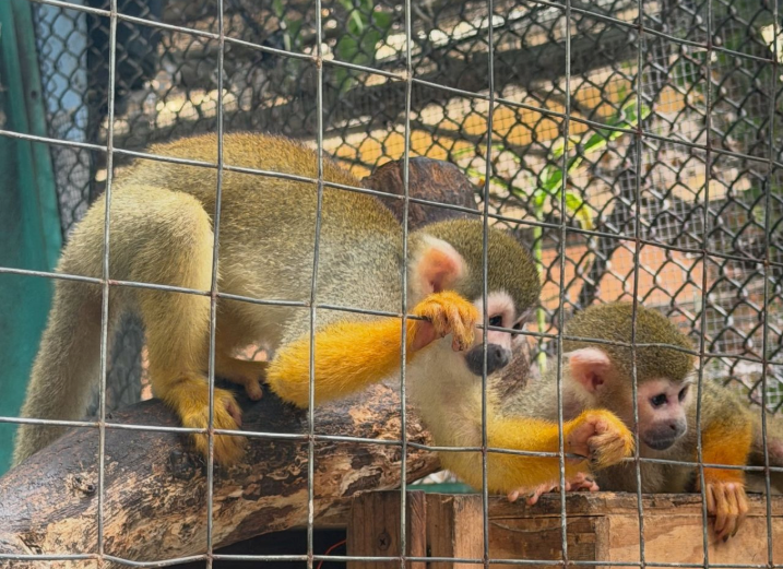 PETA Latino reconoce al gobierno de Playa del Carmen por clausura de Animalandia