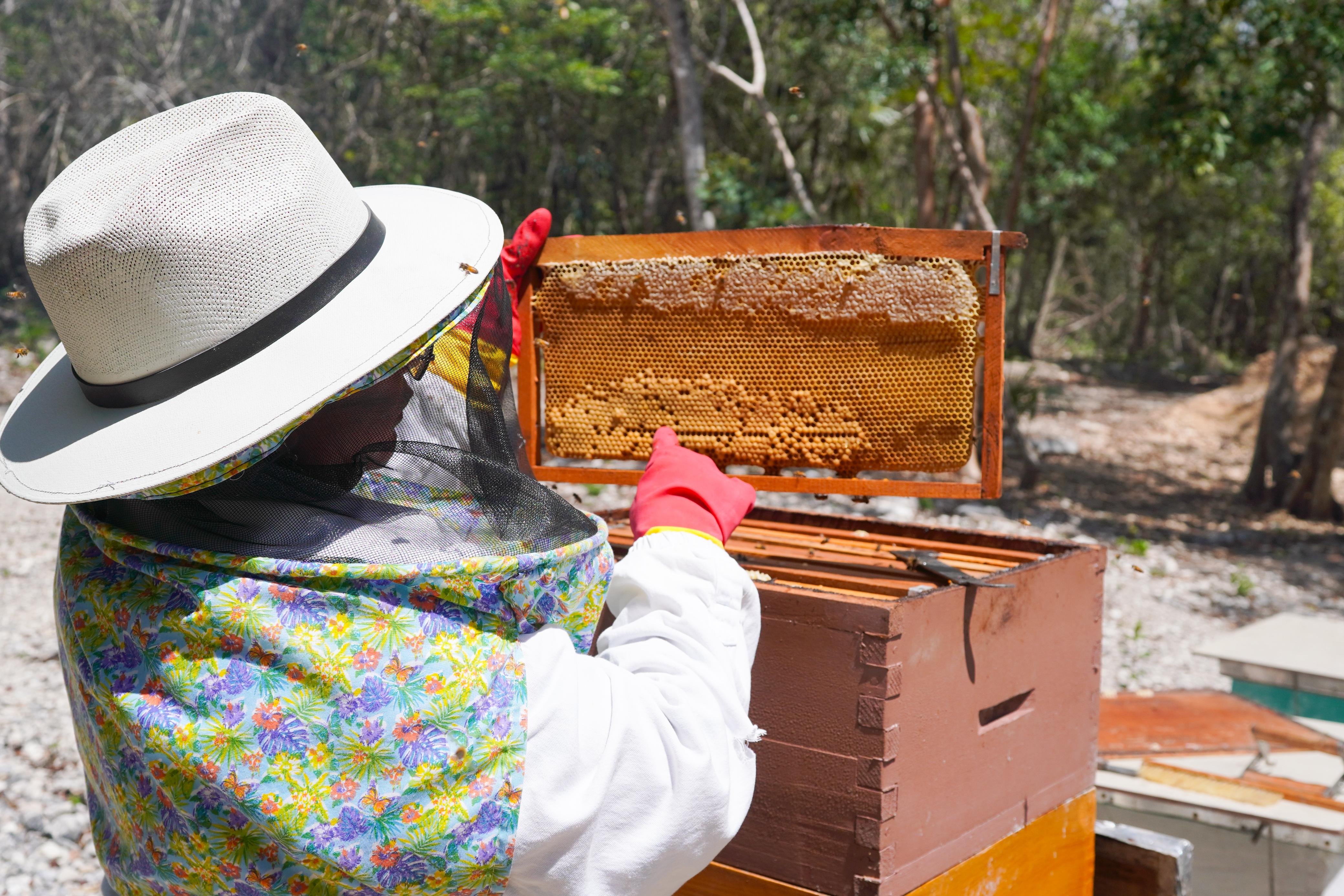Impulsa gobierno de Playa del Carmen el rescate apícola y la diversificación económica del municipio
