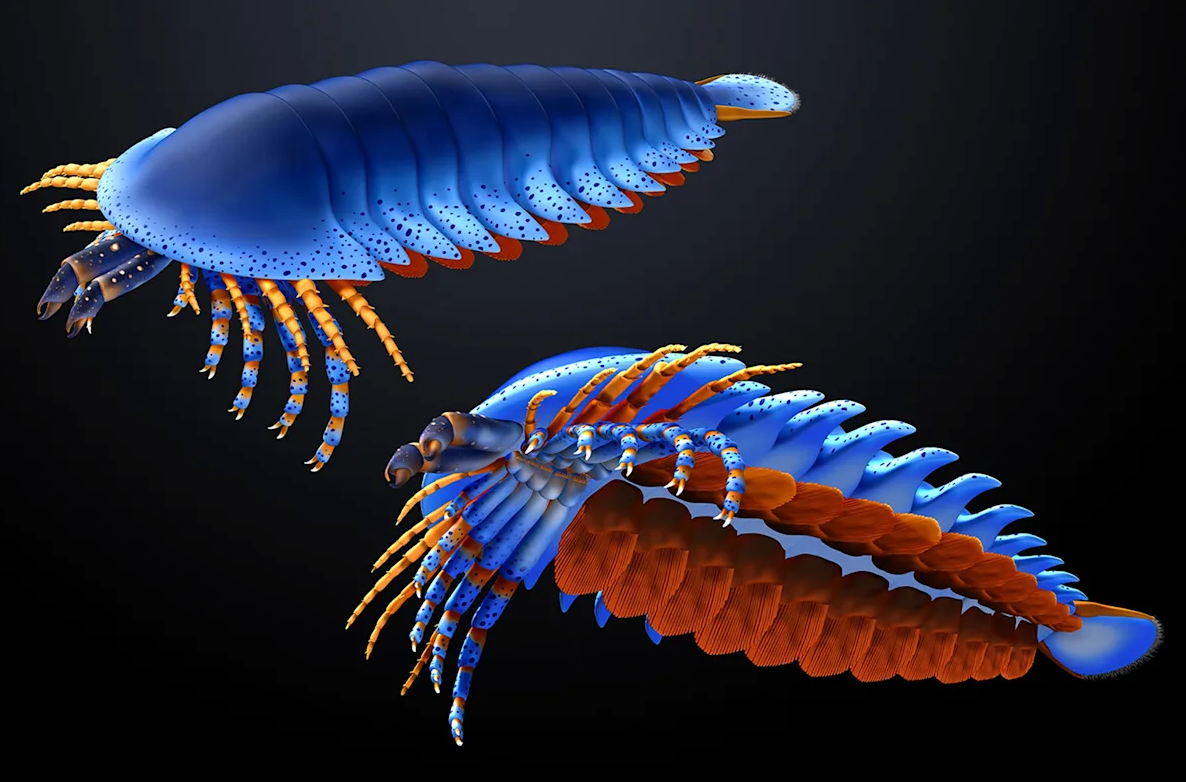 Un fósil retrasa 20 millones de años la historia de las arañas del pasado: Esto dice la investigación