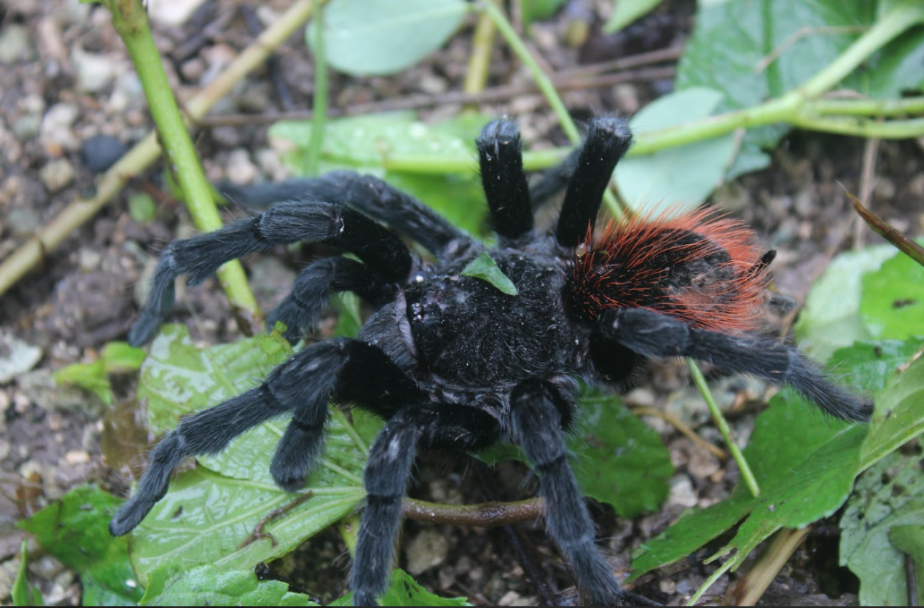 Tarántula de panza roja, especie representativa del Sureste del país