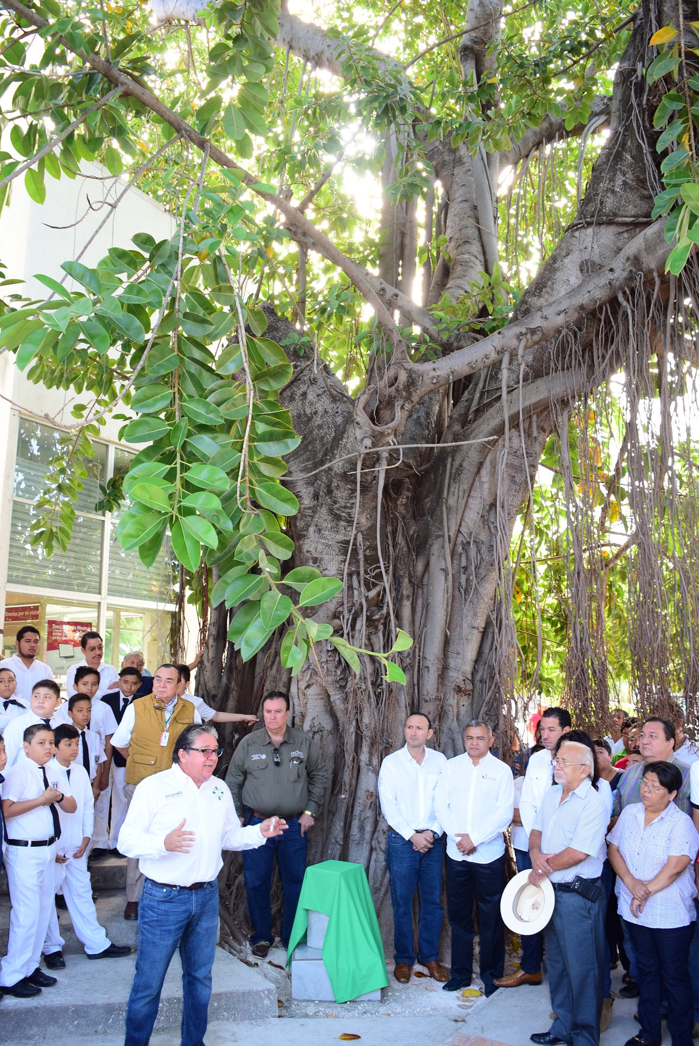 La Jornada Maya | Campeche | La Jornada Maya | Buscan conservar árboles  centenarios de Campeche
