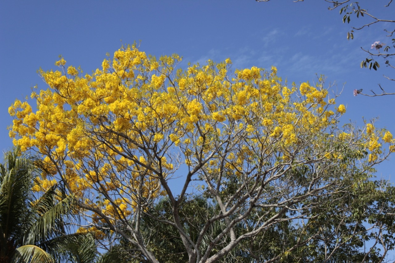 Recomienda CICY sembrar árboles nativos de la Península