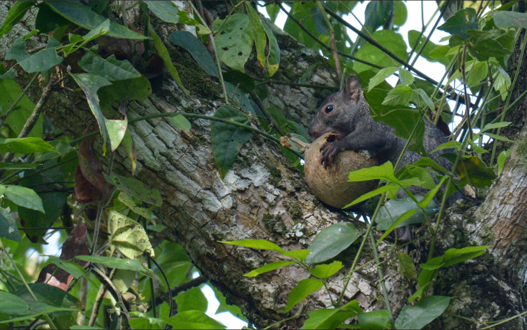 Ardilla gris yucateca, roedor arborícola endémico de la península