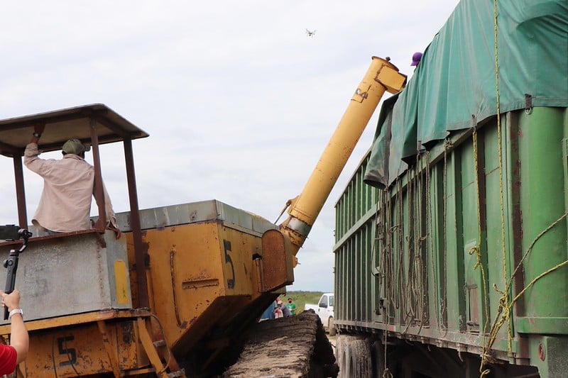 Productores de Campeche confían en el precio del arroz estipulado por gobierno federal 