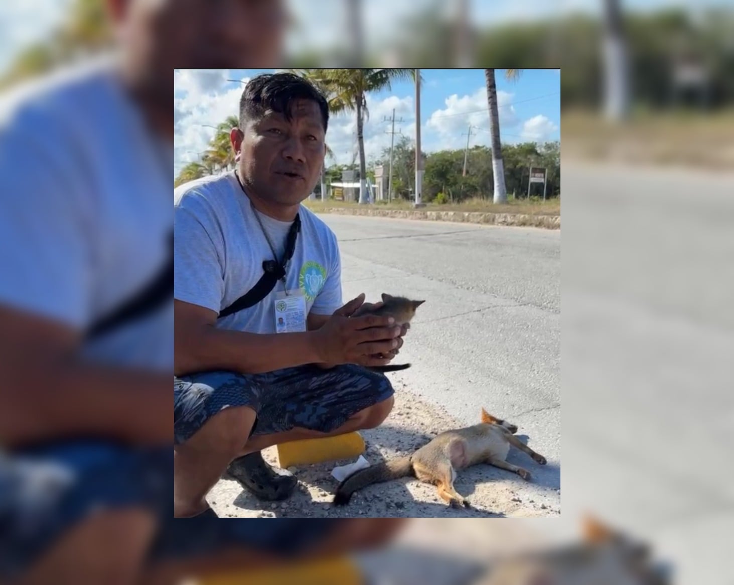 Piden conducir con precaución en la carretera federal 307 para evitar atropellar animales