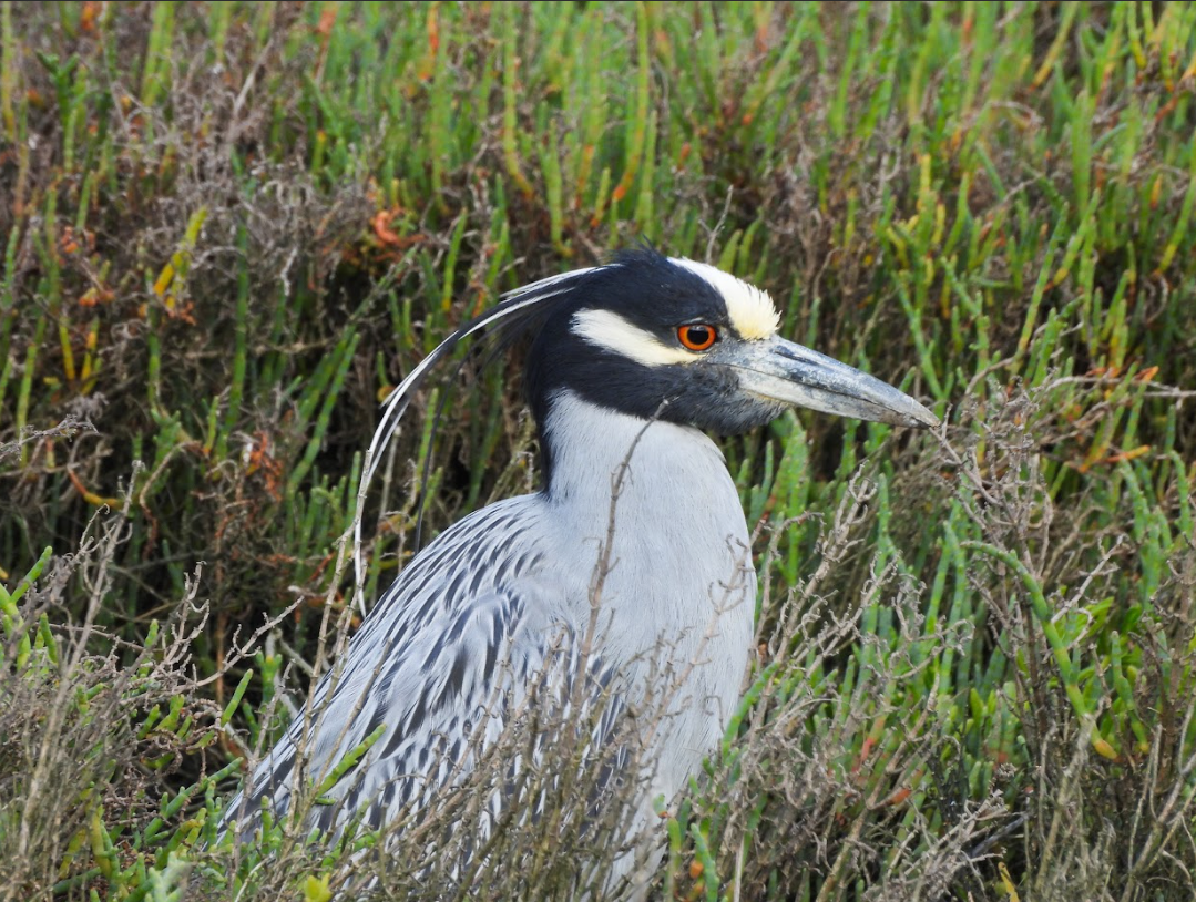 Garza nocturna coroniamarilla, reguladora de ecosistemas costeros