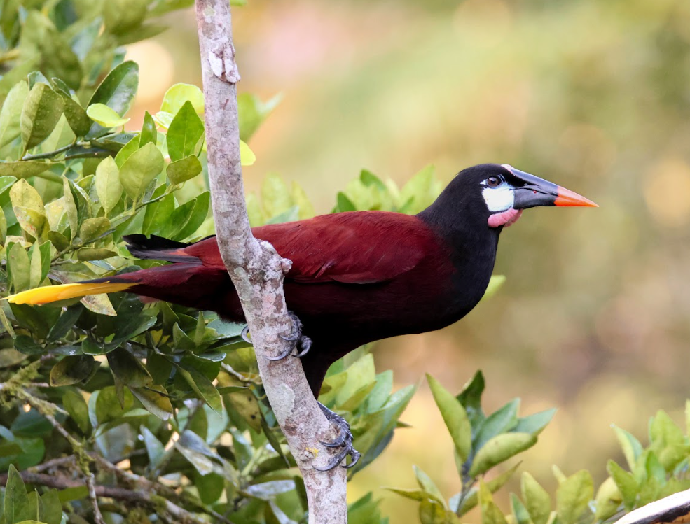 Cacique de Moctezuma, el ave apreciada por civilizaciones prehispánicas