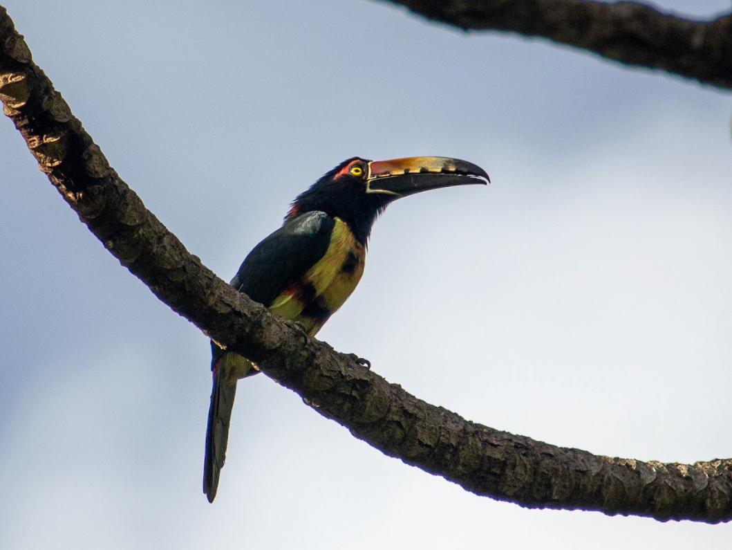 Tucancillo collarejo, una de las aves más bonitas de la península de Yucatán
