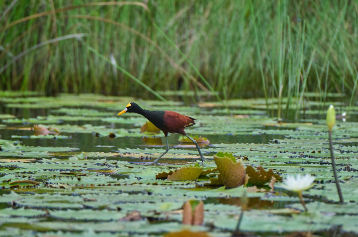La Jacana camina sobre el agua como ''dedos de Jesucristo''