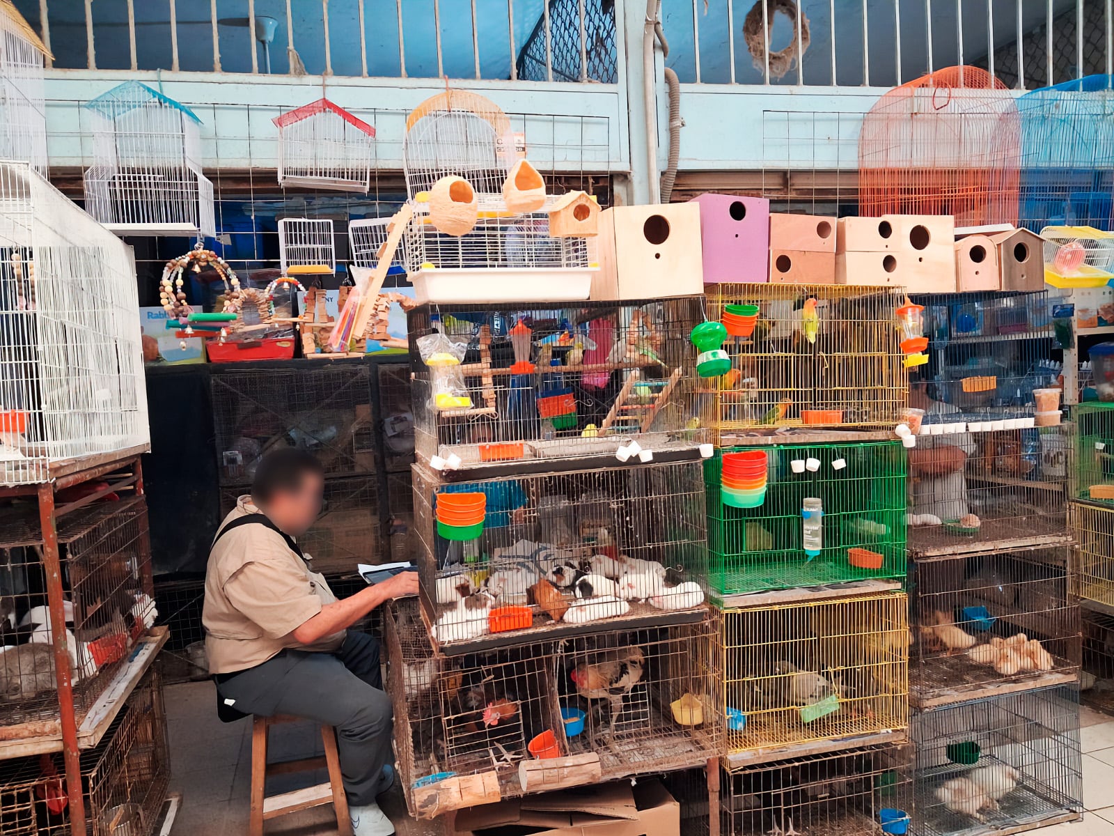 Profepa asegura 34 animales silvestres en el mercado Lucas de Gálvez en Mérida