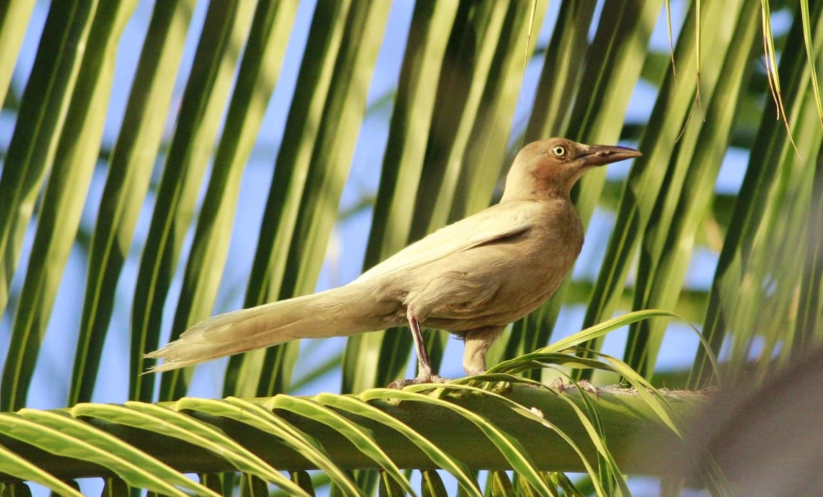 Documentan en Cozumel caso inusual de pigmentación en un ave de la especie Zanate mayor