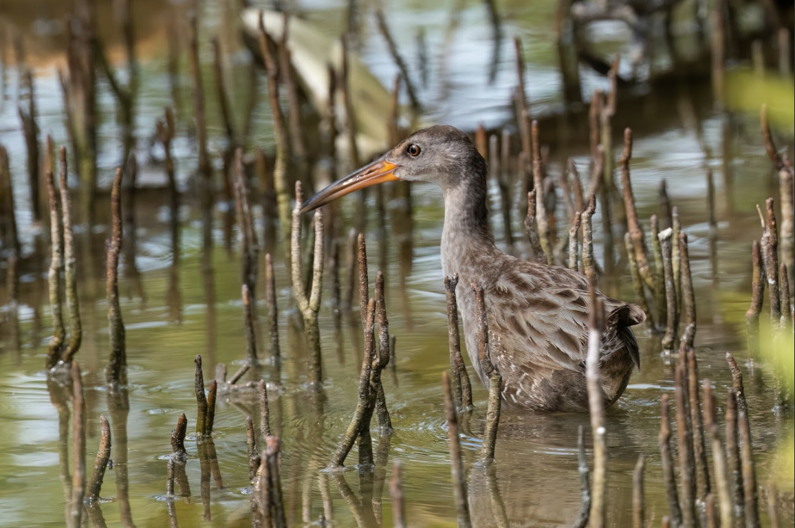 Rascón crepitante, indicio de la salud ecológica de los ecosistemas