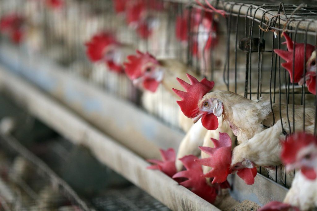 Piden al Poder Judicial revisar riesgos de granja avícola en Peto, Yucatán 