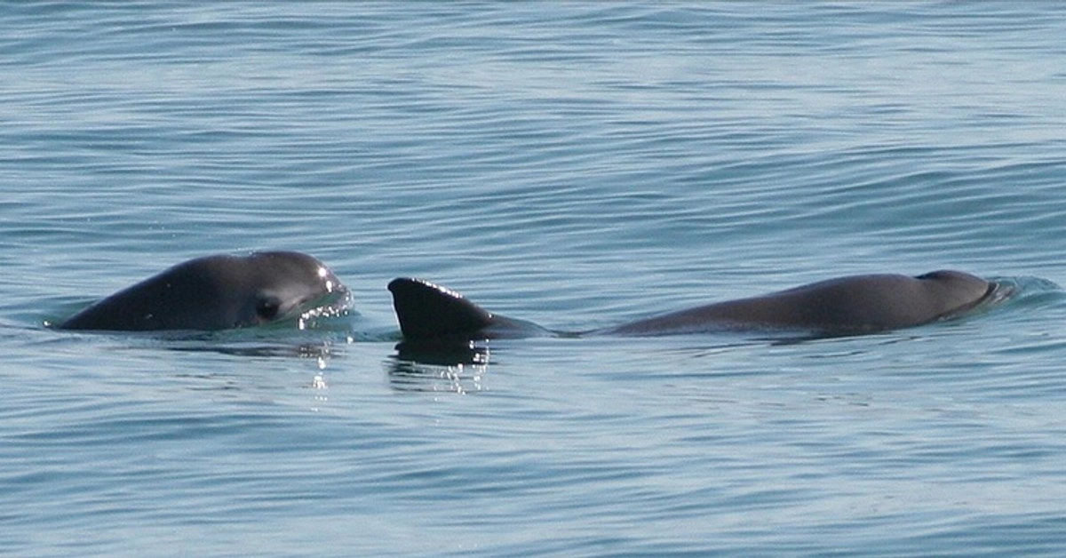 Avistan entre siete y diez vaquitas marinas en el Alto Golfo de California