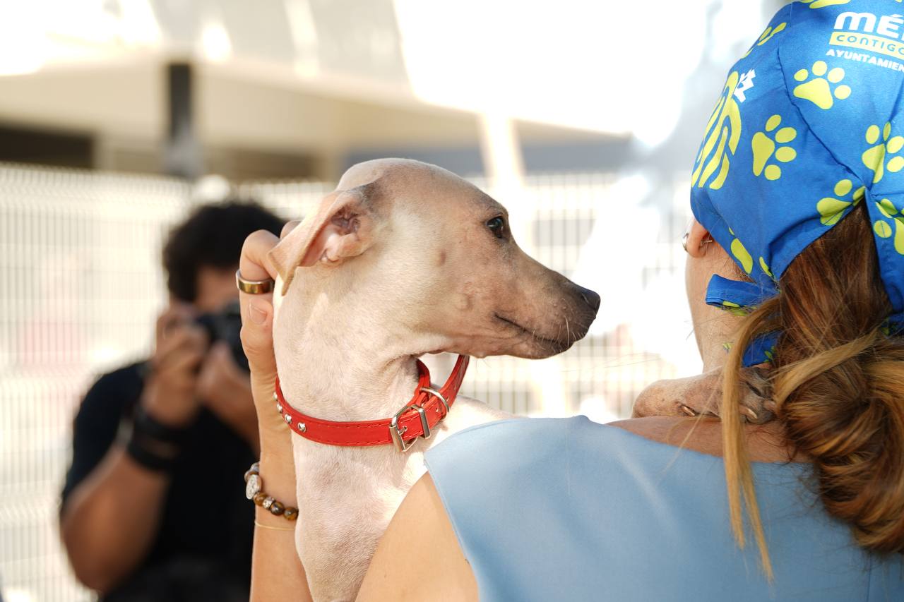 Ayuntamiento de Mérida realiza jornada de esterilización ''Suma una pata'' para perros en condición de calle