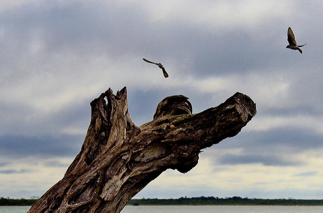 Cambio de era geológica, por impacto humano