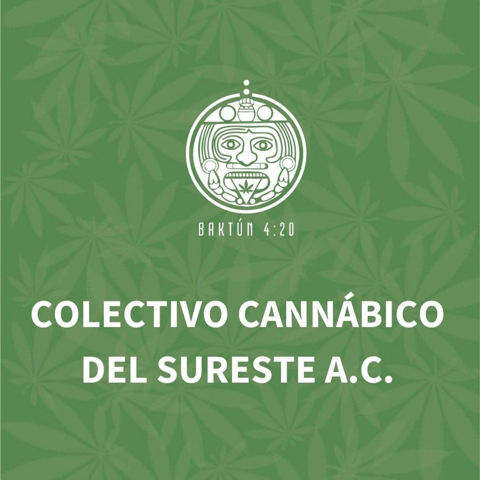 Se consolida la primera asociación cannábica del sureste