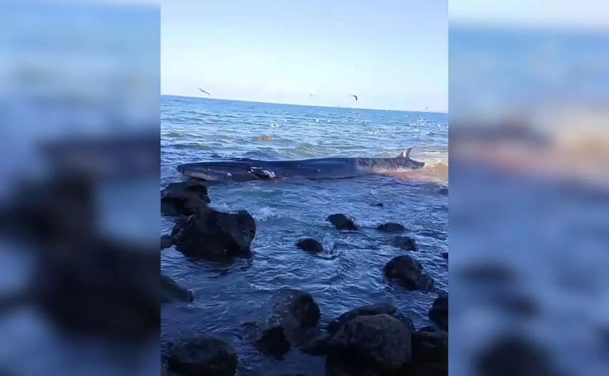 Ballena permanece varada en costas de San Ignacio, Sinaloa