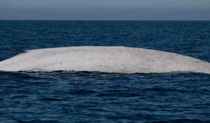 Avistan rara ballena azul albina en Bahía de Loreto