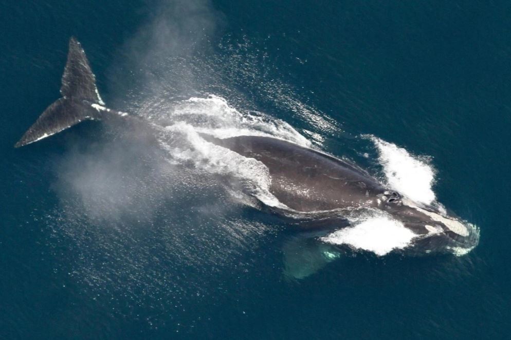Gobierno de Trump anula protección clave para las especies en peligro de extinción